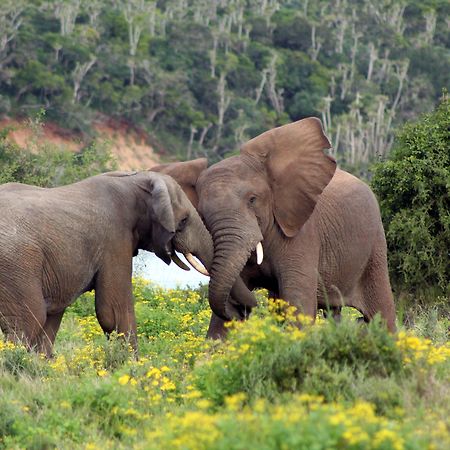 Sibuya Game Reserve And Lodge Kenton on Sea Luaran gambar