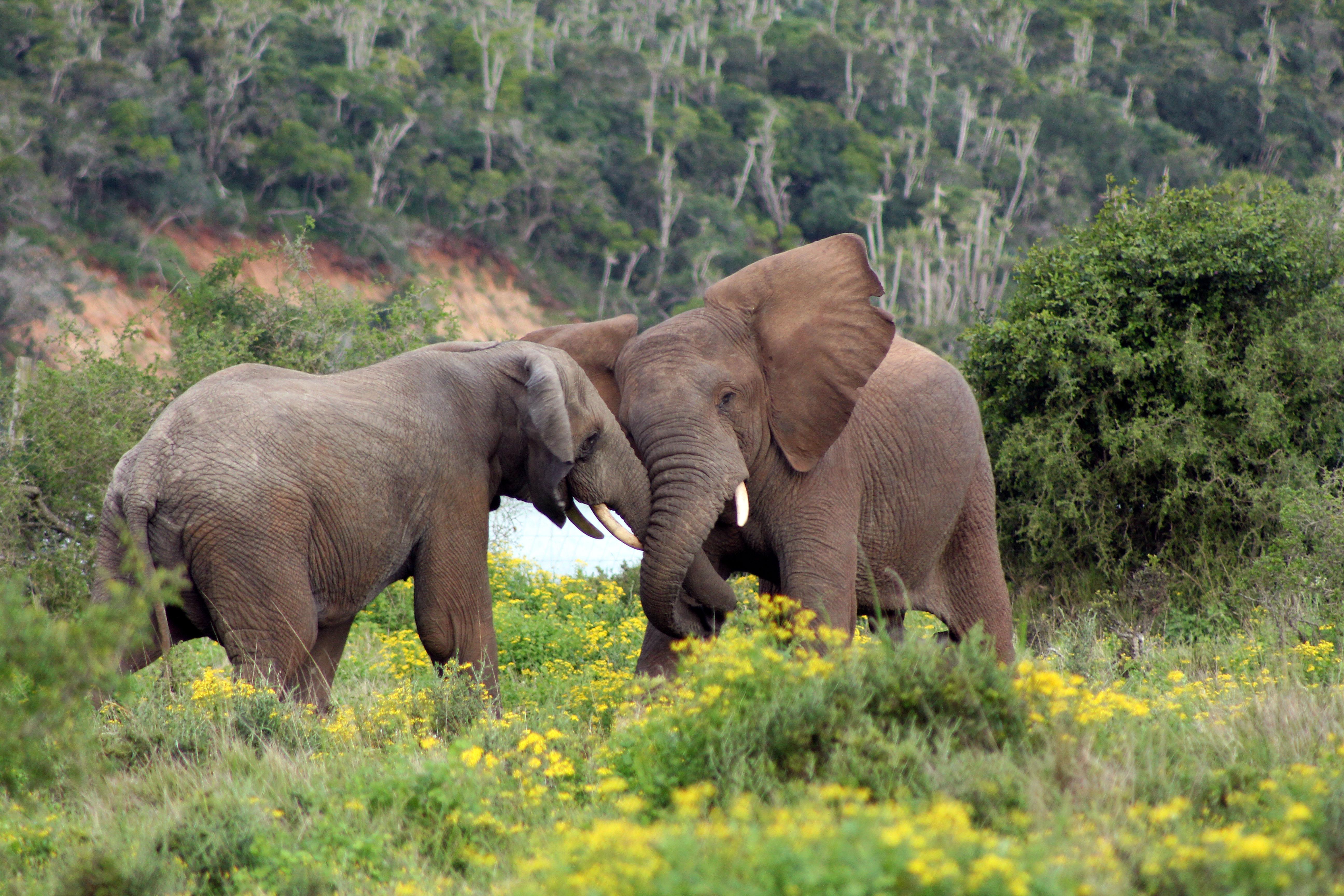 Sibuya Game Reserve And Lodge Kenton on Sea Luaran gambar