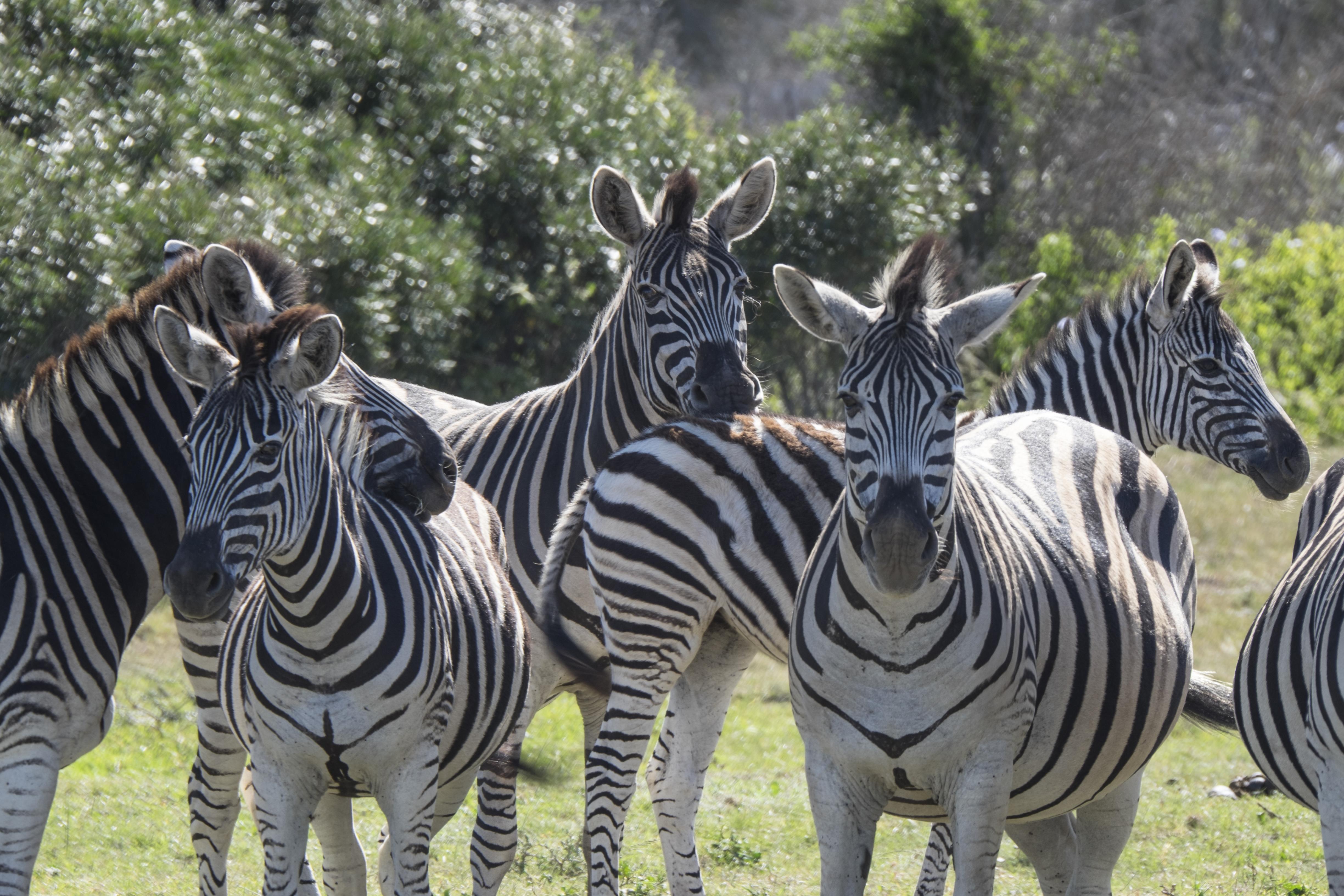 Sibuya Game Reserve And Lodge Kenton on Sea Luaran gambar