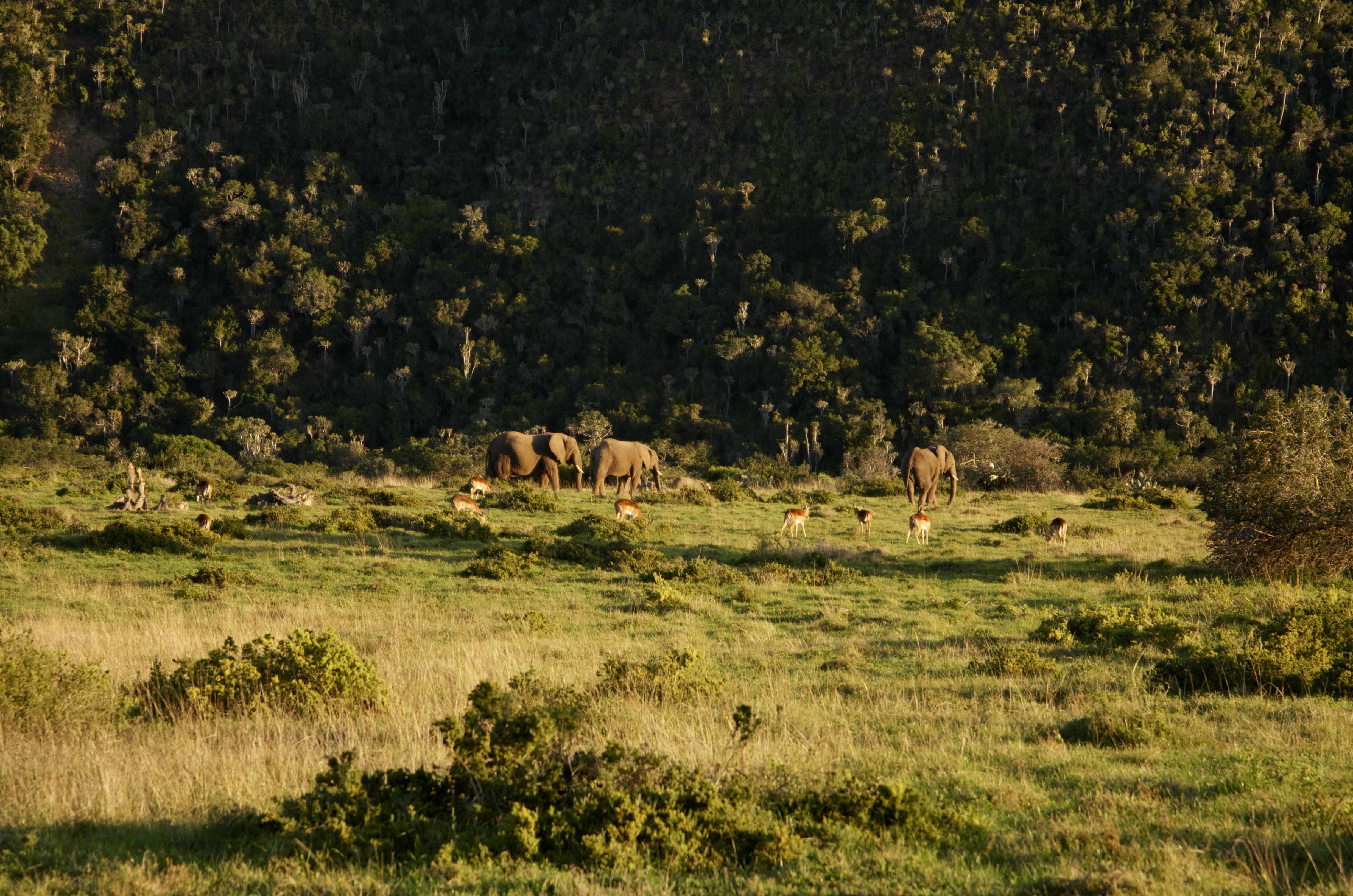 Sibuya Game Reserve And Lodge Kenton on Sea Luaran gambar