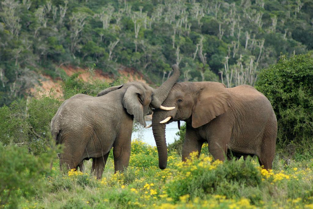 Sibuya Game Reserve And Lodge Kenton on Sea Luaran gambar