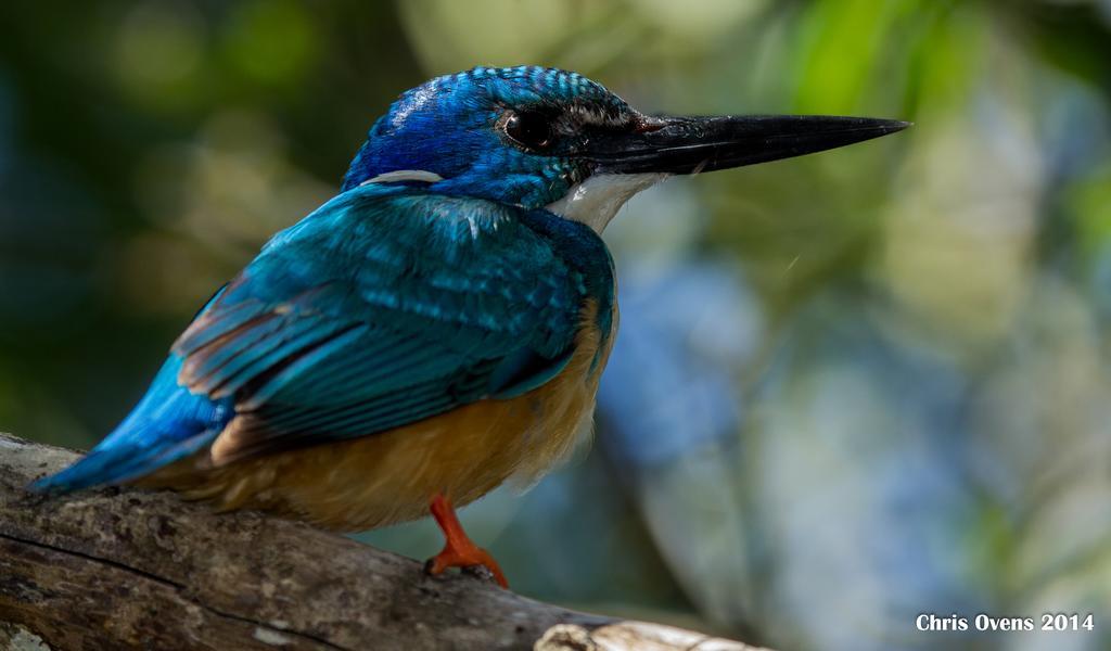 Sibuya Game Reserve And Lodge Kenton on Sea Luaran gambar