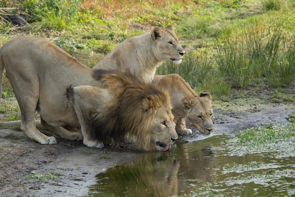 Sibuya Game Reserve And Lodge Kenton on Sea Luaran gambar