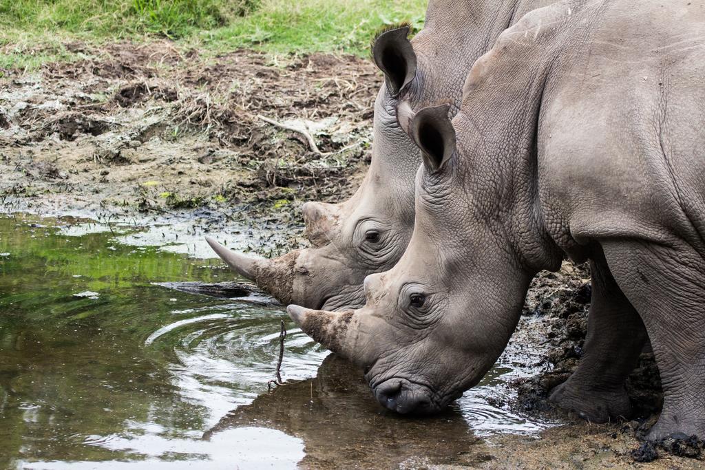 Sibuya Game Reserve And Lodge Kenton on Sea Luaran gambar